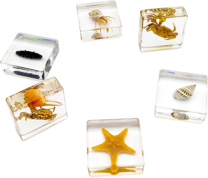 6 PCS Marine Life Specimen Set,Hermit Crab,Fiddler Crab,Starfish,Nassariidae,Sea Cucumber, Chiromantes Dehaani Resin Collection Science Toys