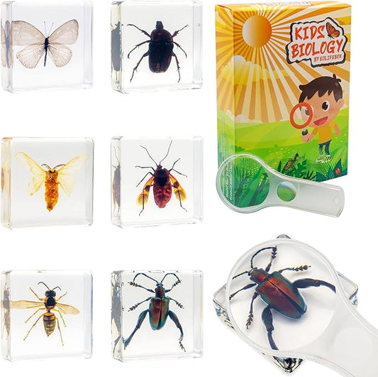 6 PCS Resin Insect Specimen Set, Butterfly, Jewel Frog Beetle, Silk Moth, Chafer, Stinkbug, Wasp, Science Education Toy for Kids