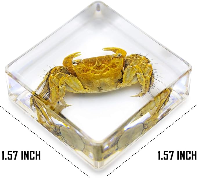 6 PCS Marine Life Specimen Set,Hermit Crab,Fiddler Crab,Starfish,Nassariidae,Sea Cucumber, Chiromantes Dehaani Resin Collection Science Toys