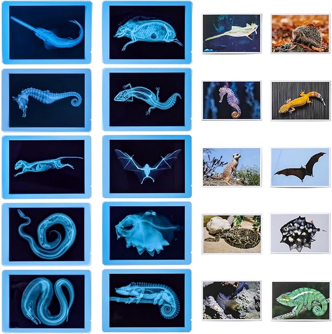20 Pcs Animal Xrays and Picture Cards - Educational Science Kit for Kids, Explore The Fascinating World of Animal Skeletons