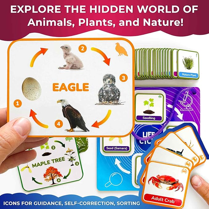 QUOKKA Life CycleToys for Kids - 30 Flashcards Toddler Science Kit Ages 2-4 - Pre-k Plant Animals Nature Learning Materials 3-5 - 120 Magnetic Flash Cards for Preschool and School (Part 2)