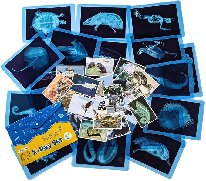 20 Pcs Animal Xrays and Picture Cards - Educational Science Kit for Kids, Explore The Fascinating World of Animal Skeletons