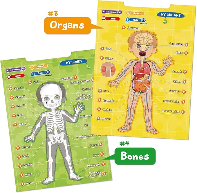 BEST LEARNING i-Poster My Body – Interactive Educational Human Anatomy Talking Toy for Kids Ages 5-12 to Learn Body Parts, Organs, Muscles and Bones Through Fun Sound and Quiz Modes