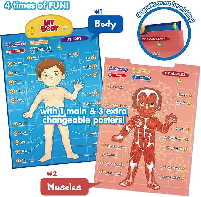 BEST LEARNING i-Poster My Body – Interactive Educational Human Anatomy Talking Toy for Kids Ages 5-12 to Learn Body Parts, Organs, Muscles and Bones Through Fun Sound and Quiz Modes